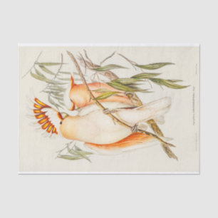 Cockatoo Tissue Paper