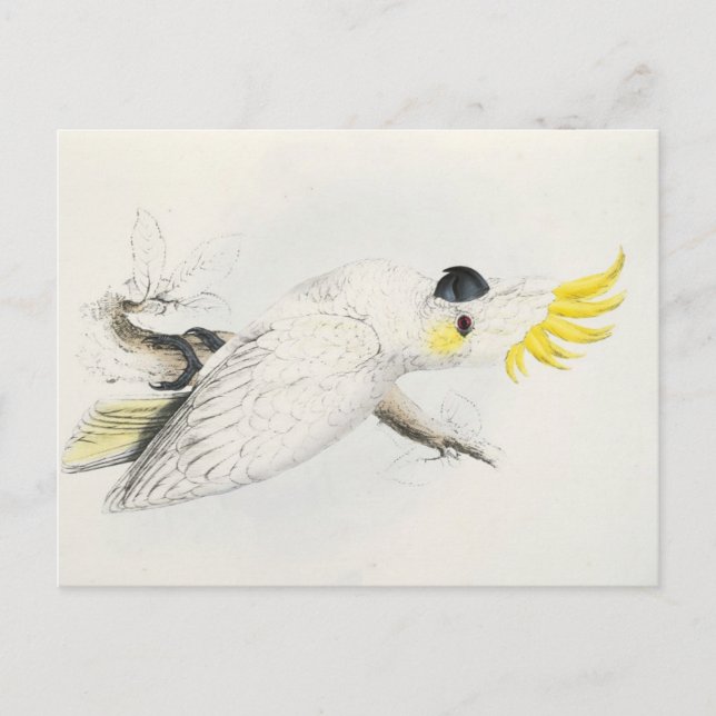 cockatoo Yellow Postcard (Front)