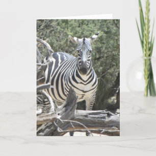 Cocked-ear zebra birthday card