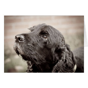 Cocker Spaniel