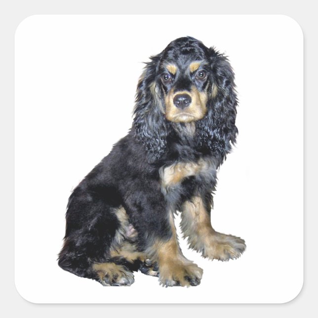 Cocker Spaniel (black and tan) Square Sticker (Front)