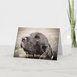 Cocker Spaniel Card