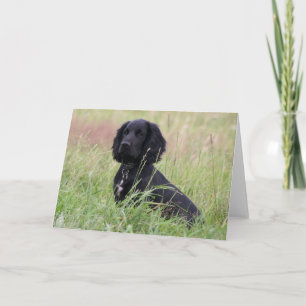 Cocker spaniel card