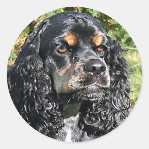 Cocker Spaniel Classic Round Sticker