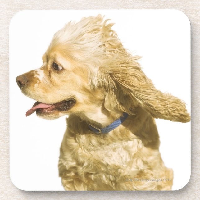 Cocker Spaniel Coaster (Front)