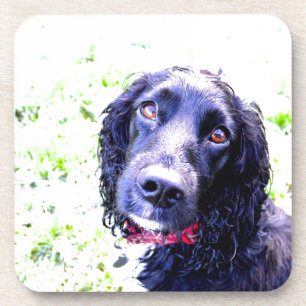 Cocker Spaniel Coaster