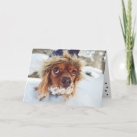 Cocker Spaniel Do I Smell Cake Birthday