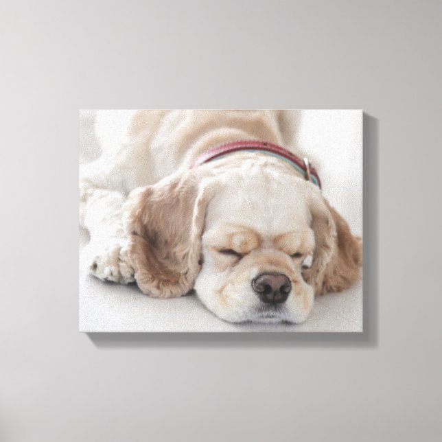 Cocker spaniel dog sleeping canvas print (Front)