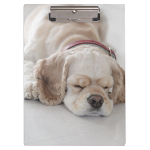 Cocker spaniel dog sleeping clipboard
