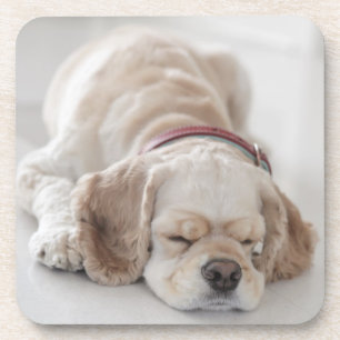 Cocker spaniel dog sleeping coaster