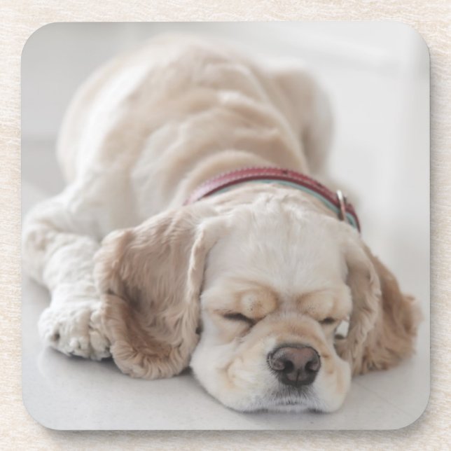 Cocker spaniel dog sleeping coaster (Front)