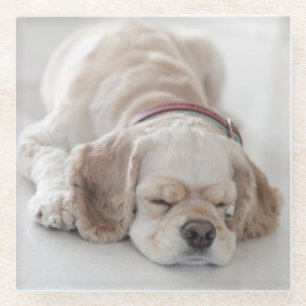 Cocker spaniel dog sleeping glass coaster