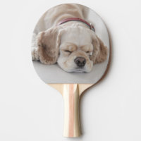 Cocker spaniel dog sleeping