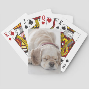 Cocker spaniel dog sleeping playing cards