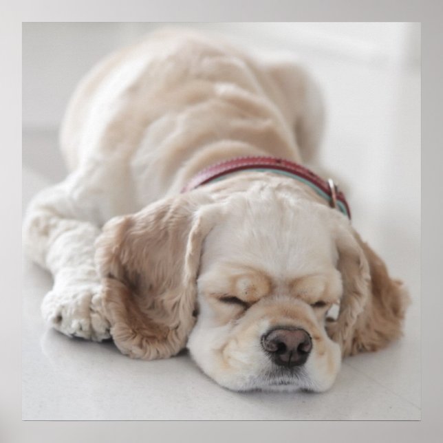Cocker spaniel dog sleeping poster (Front)