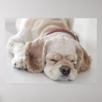 Cocker spaniel dog sleeping