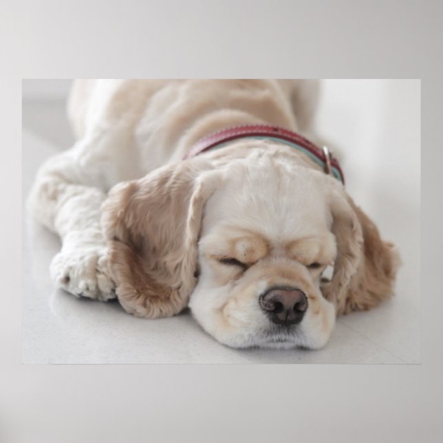 Cocker spaniel dog sleeping poster (Front)
