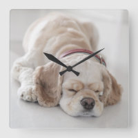 Cocker spaniel dog sleeping