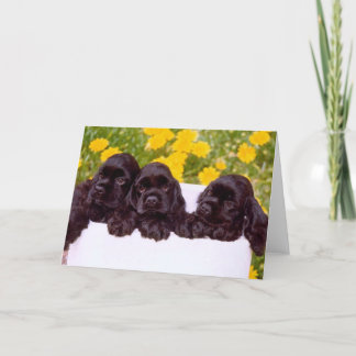 Cocker Spaniel Greeting cards