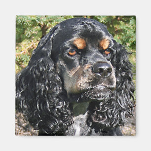 Cocker Spaniel Magnet