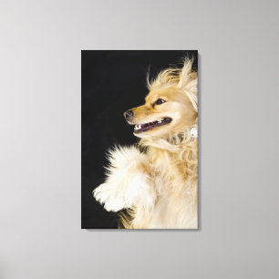 cocker spaniel mix on its back canvas print