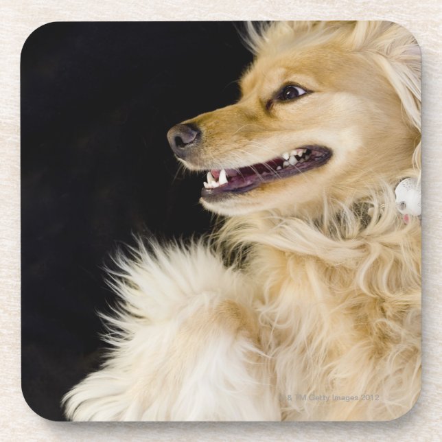 cocker spaniel mix on its back coaster (Front)