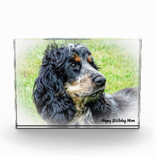 Cocker Spaniel. Photo Block