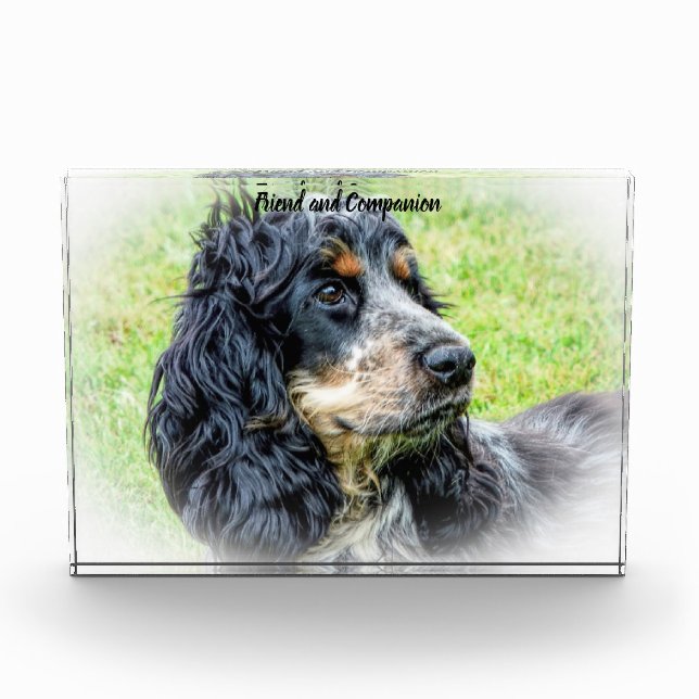 Cocker Spaniel. Photo Block (Front)
