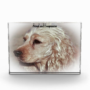 Cocker Spaniel. Photo Block