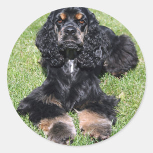 Cocker Spaniel Photo Classic Round Sticker