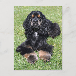Cocker Spaniel Photo Postcard