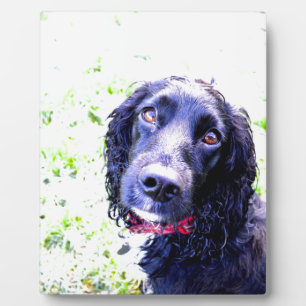 Cocker Spaniel Plaque