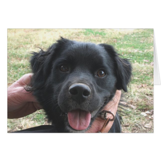 Cocker Spaniel Poses for Camera (Front Horizontal)