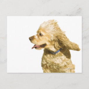 Cocker Spaniel Postcard