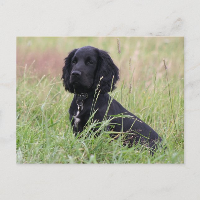 cocker spaniel postcard (Front)