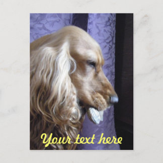 Cocker Spaniel Postcard
