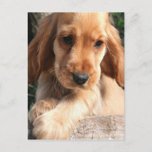 Cocker Spaniel Postcard