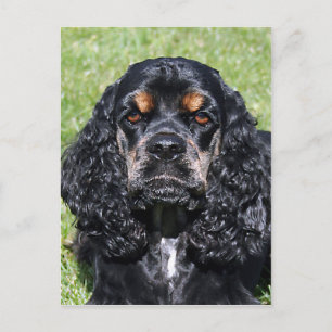 Cocker Spaniel Postcard