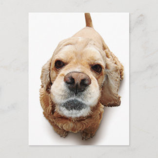 Cocker Spaniel Postcard