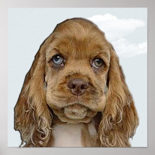 Cocker spaniel poster