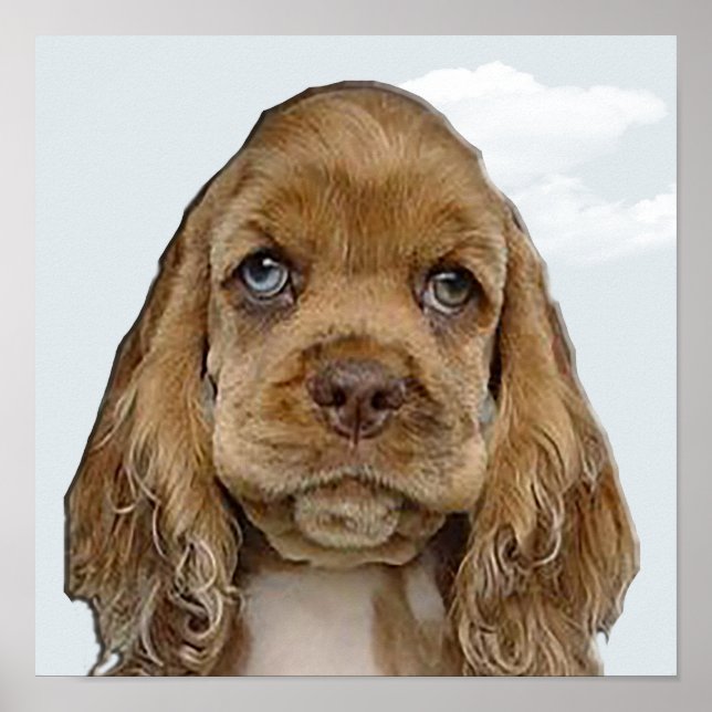 Cocker spaniel poster (Front)