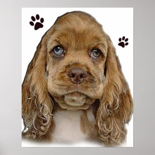 Cocker spaniel  poster