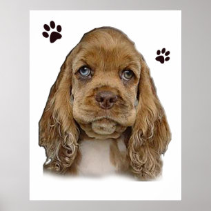 Cocker spaniel puppy  poster