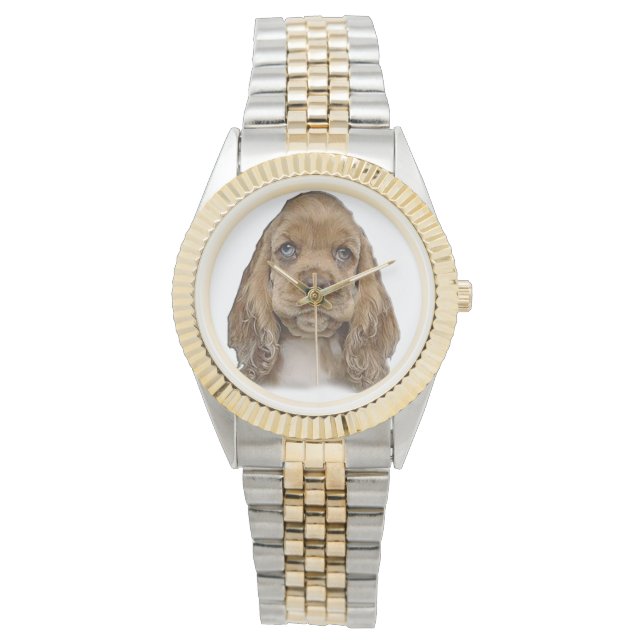 Cocker spaniel puppy watches (Front)