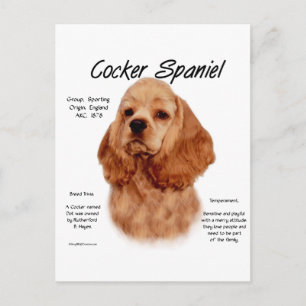 Cocker Spaniel (red) History Design Postcard