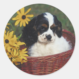 Cocker Spaniel Stickers