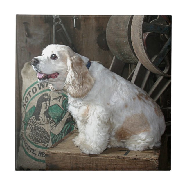 Cocker Spaniel Tile (Front)