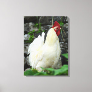 Cockerel in Madeira Canvas Print
