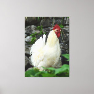 Cockerel in Madeira Canvas Print