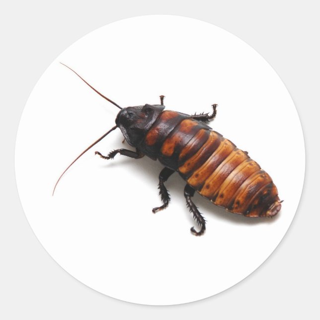 Cockroach Classic Round Sticker (Front)